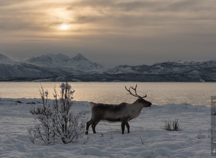 Rentier am Fjord (Reindeer)