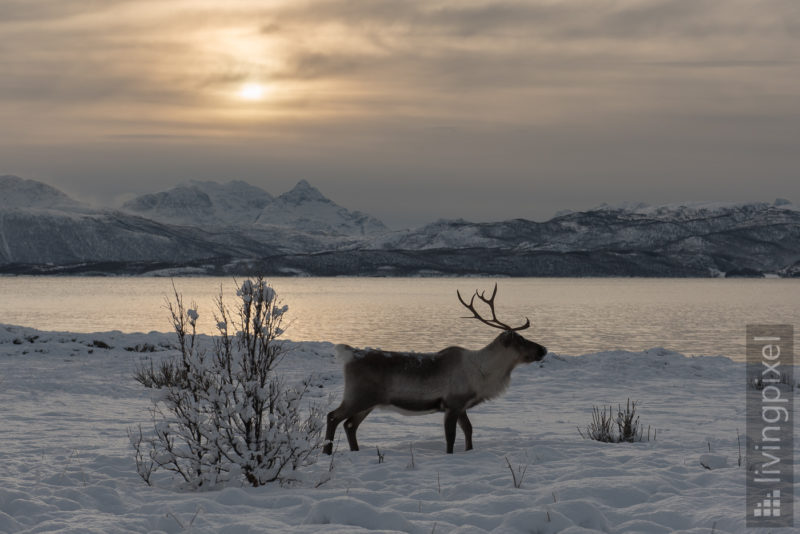 Rentier am Fjord (Reindeer)
