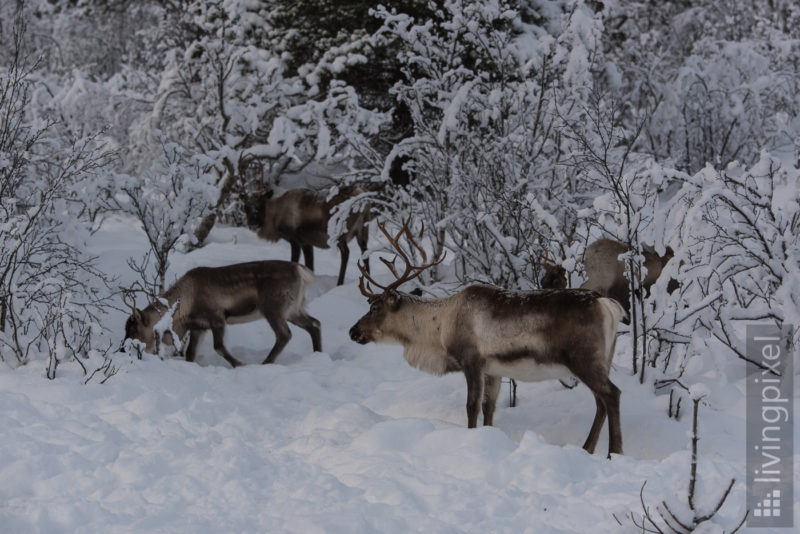 Rentier (Reindeer)
