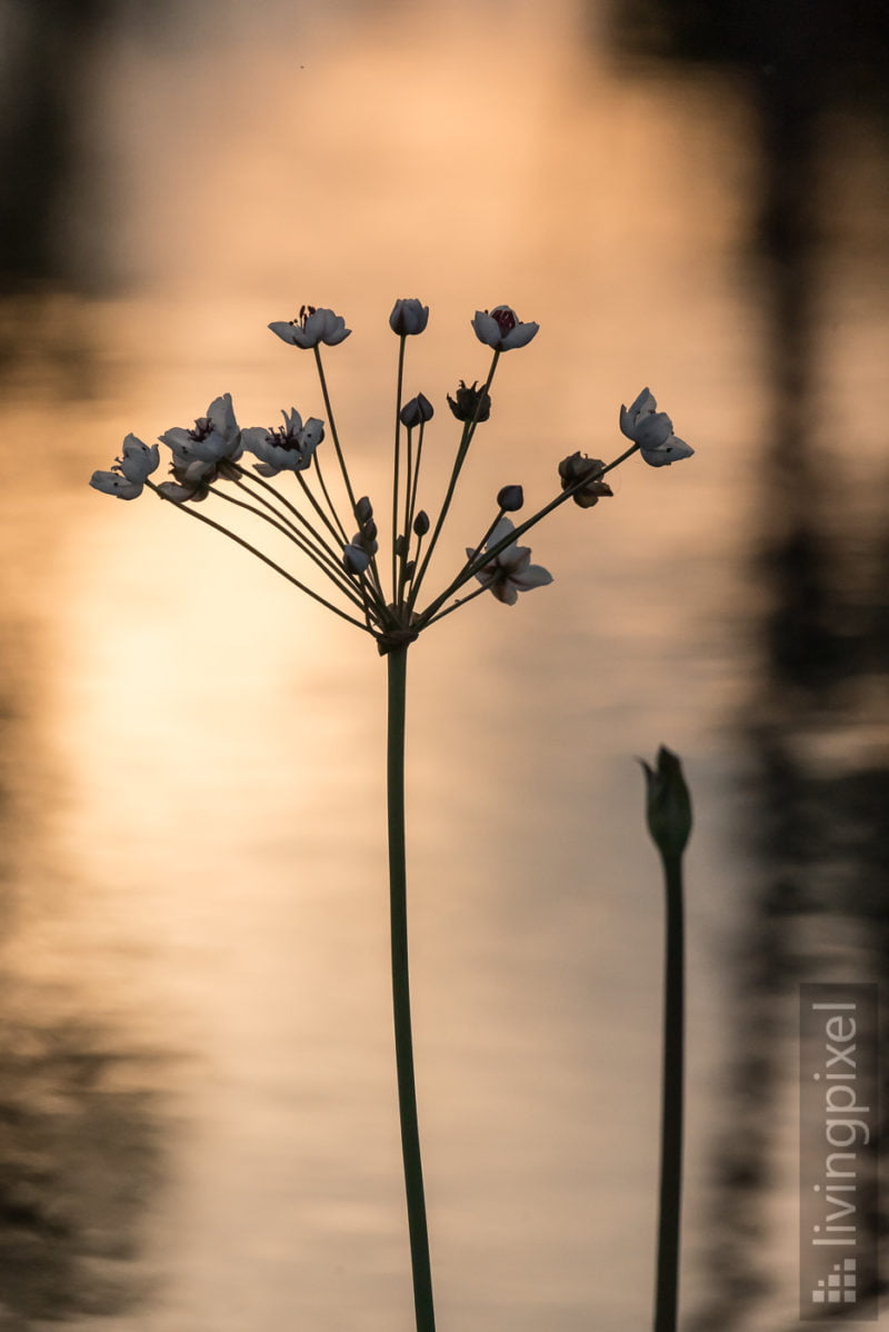 Schwanenblume (Butomus umbellatus)