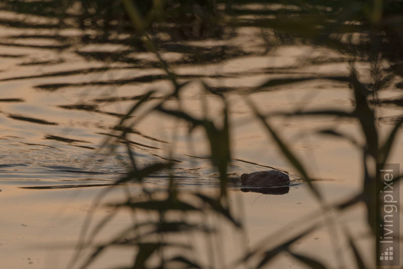 Biber (Beaver)