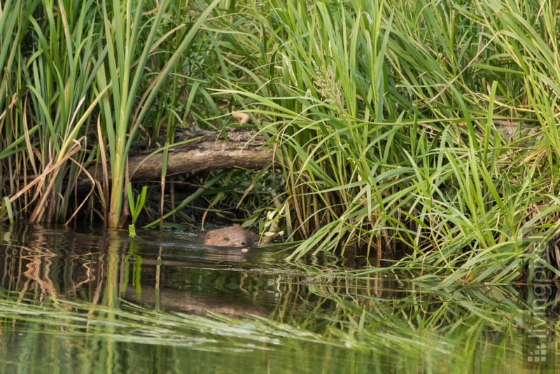Biber (Beaver)