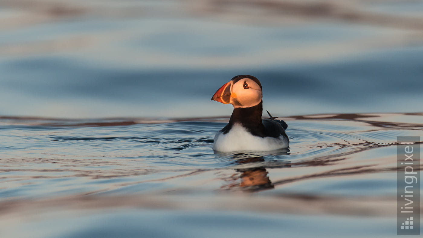 Papageitaucher (Atlantic puffin)