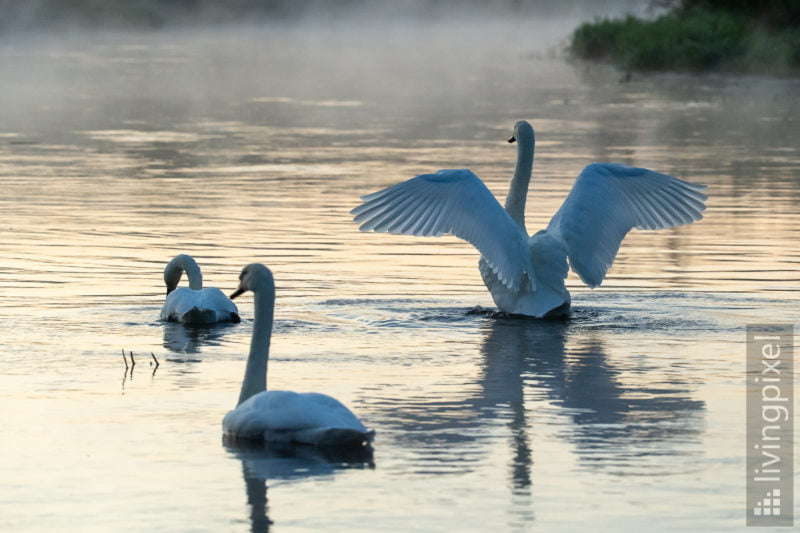 Höckerschwan (Mute swan)