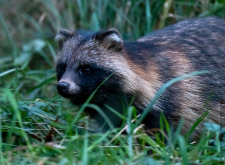 Marderhund (Raccoon dog)