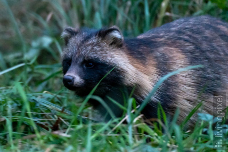 Marderhund (Raccoon dog)