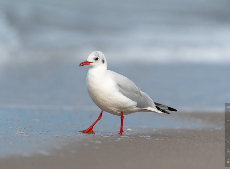 Lachmöwe (Black-headed gull)