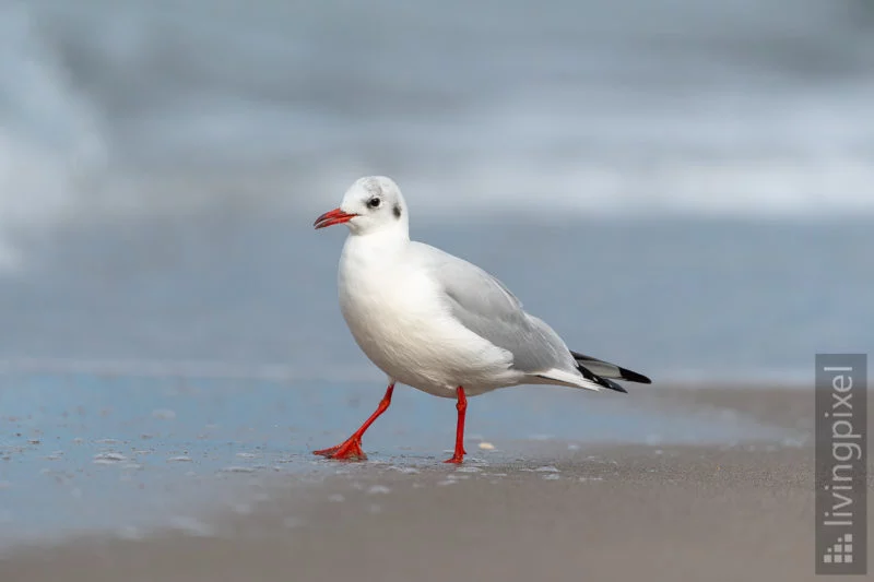 Lachmöwe (Black-headed gull)
