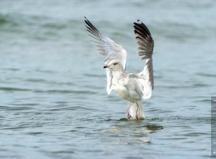 Silbermöwe (European herring gull)