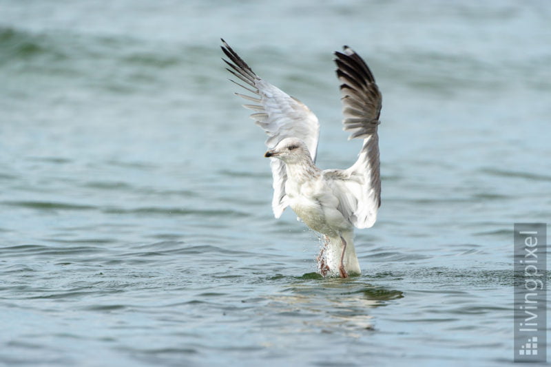 Silbermöwe (European herring gull)