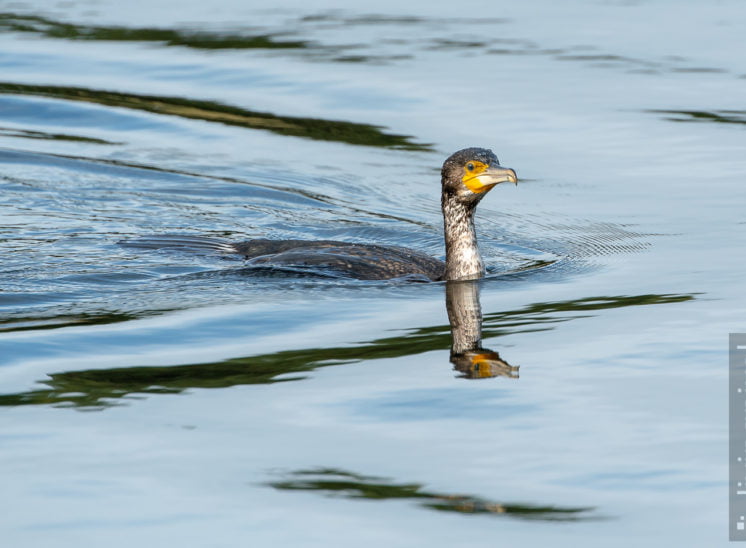 Kormoran (Great cormorant)