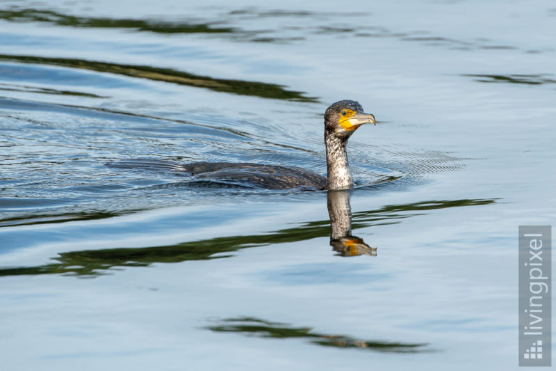 Kormoran (Great cormorant)