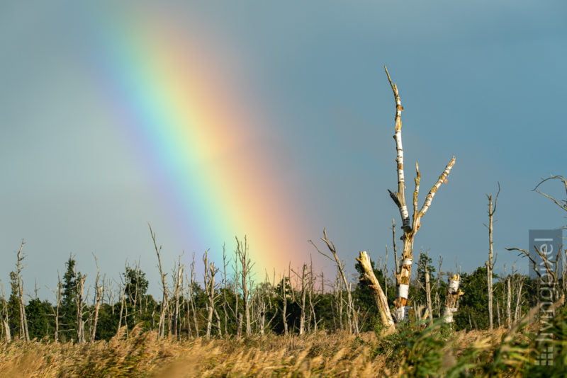 Regenbogen