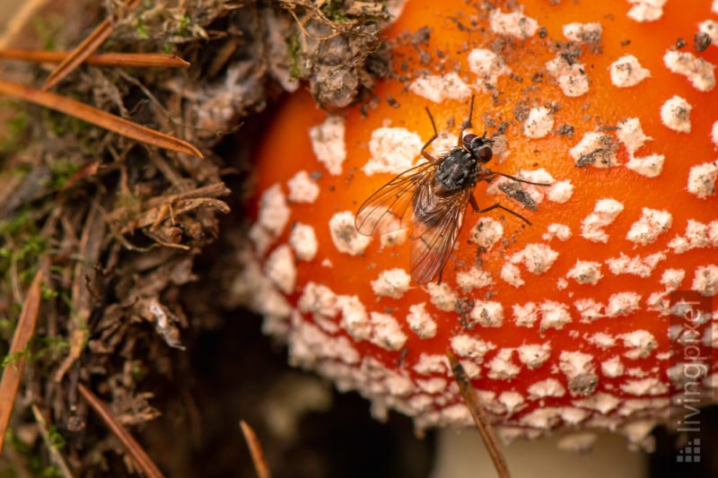 Fliegenpilz (Fly agaric)