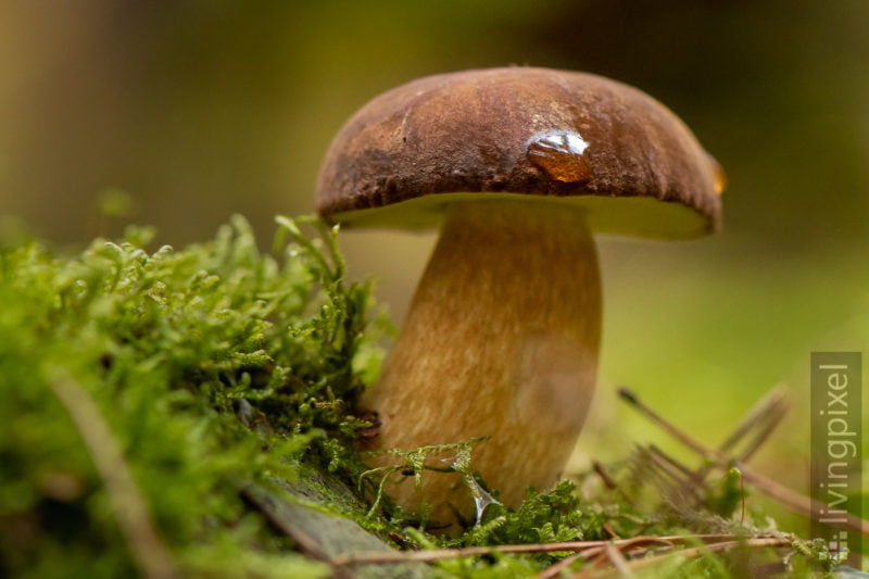 Maronen-Röhrling (Bay bolete)