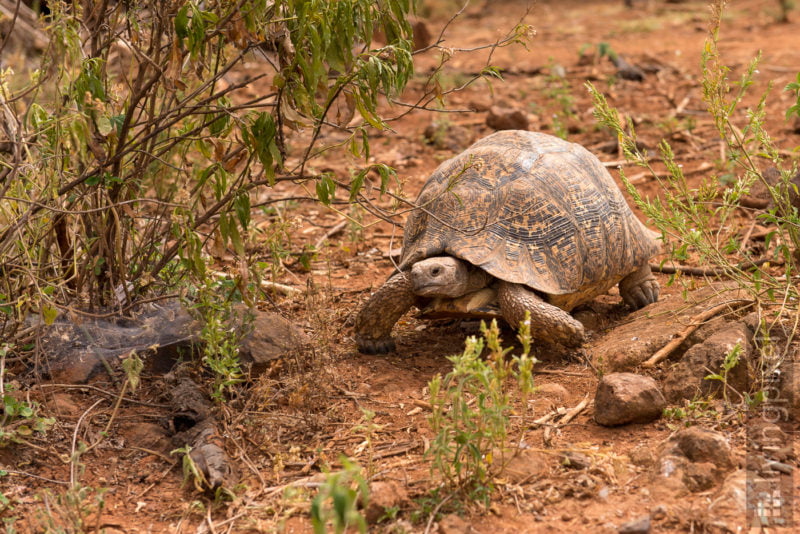 Leopradschildkröte (Leopard tortoise)