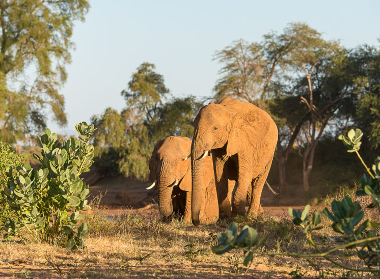 Elefant (Elephant)