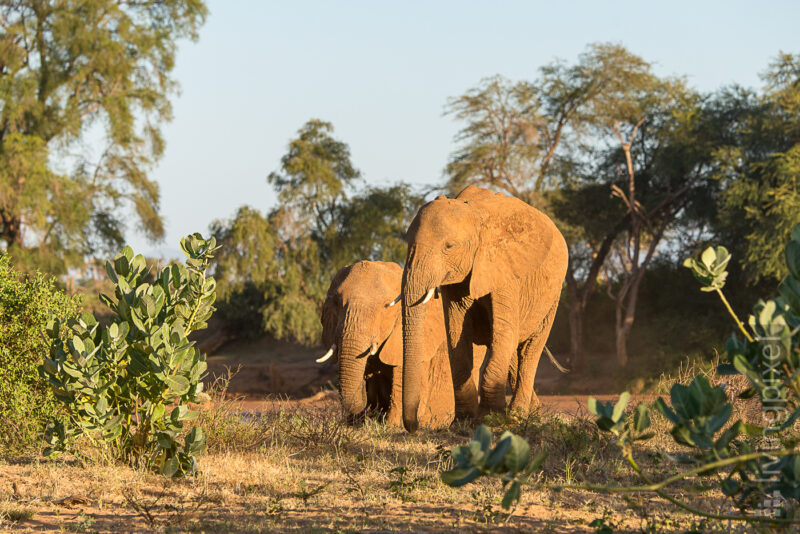 Elefant (Elephant)