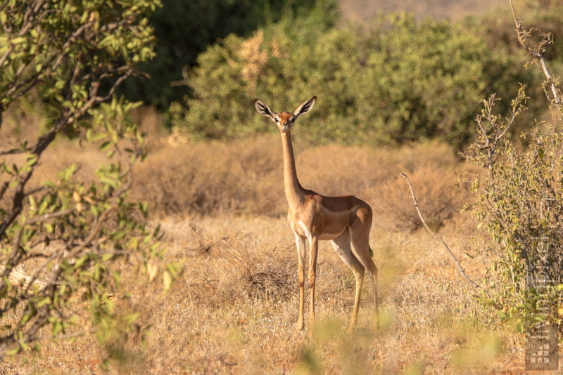 Giraffengazelle (Gerenuk)