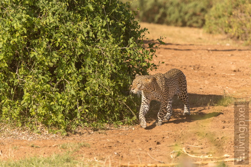 Leopard (Leopard)