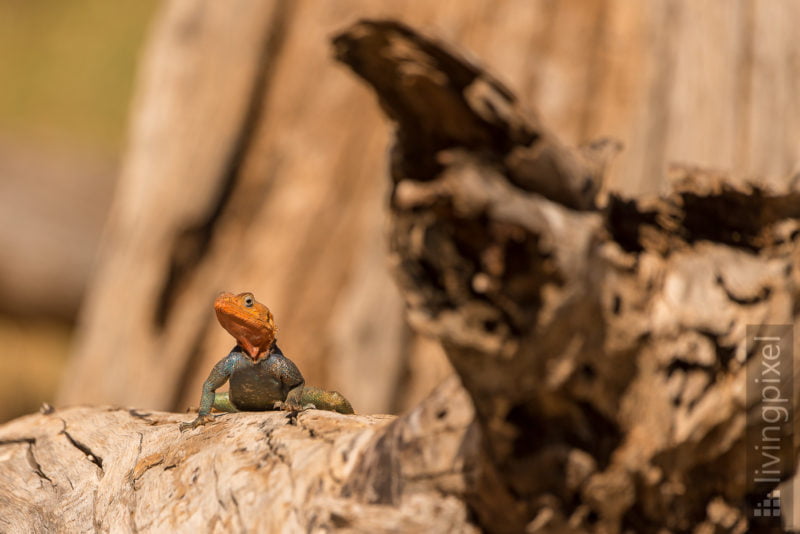 Siedleragame (Agama agama)