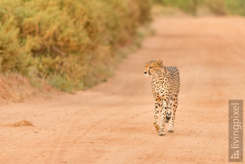 Gepard (Cheetah)