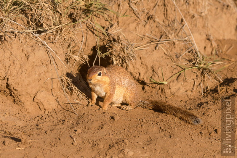 Afrikanische Buschhörnchen (African bush squirrel)