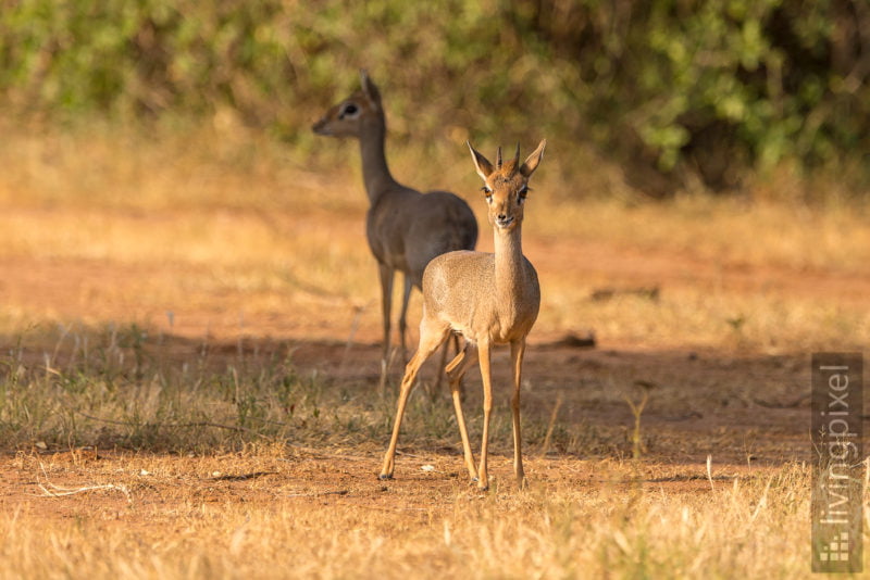 Dikdik (Dik-dik)