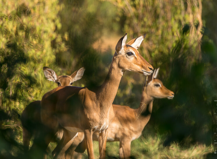 Impala (Impala)