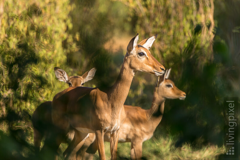 Impala (Impala)