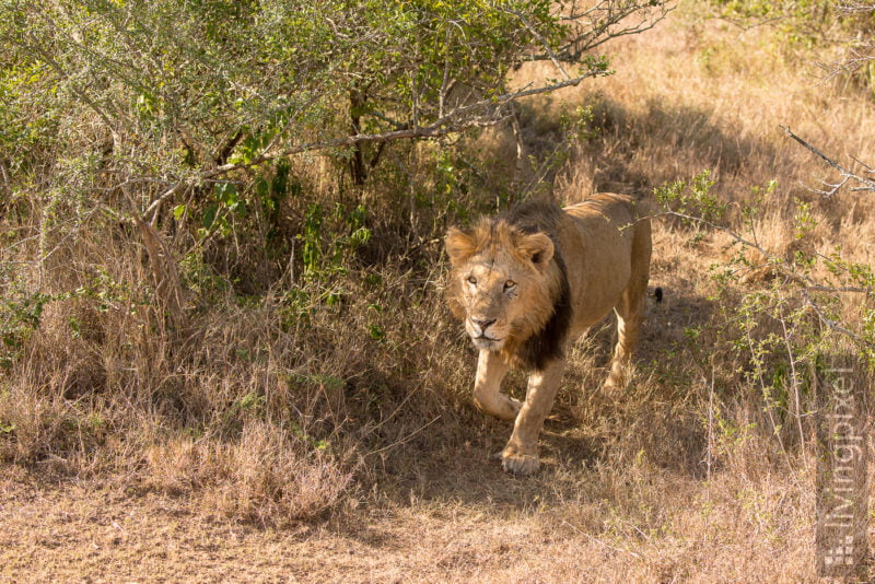 Löwe (Lion)