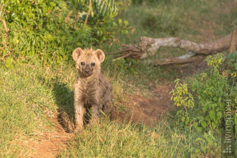 Tüpfelhyäne (Spotted hyena)