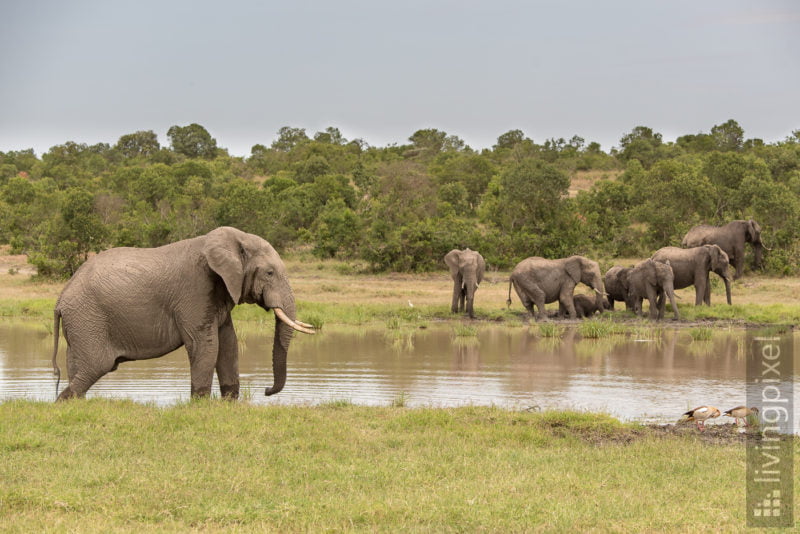 Elefant (Elephant)