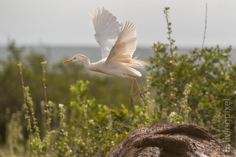 Kuhreiher (Western cattle egret)