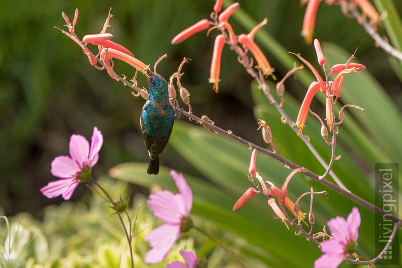 Waldnektarvogel (Collared sunbird)