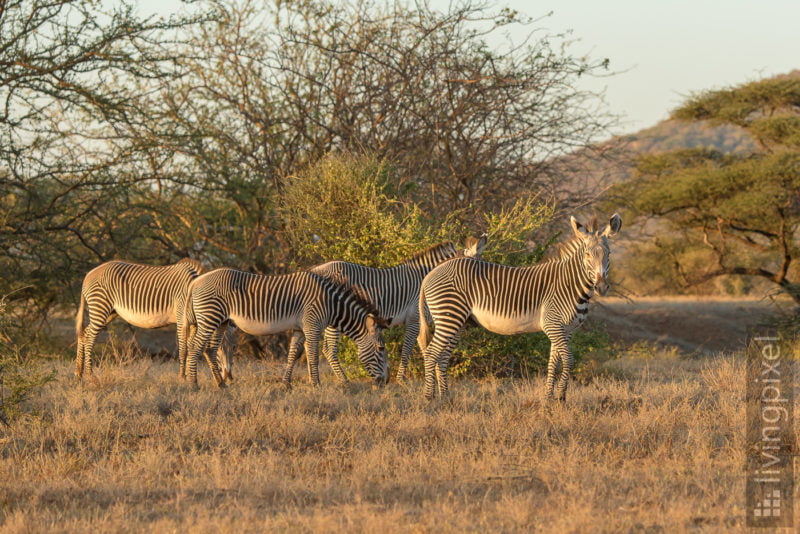 Grevyzebra (Grévy's zebra)