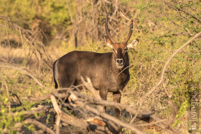 Wasserbock (Waterbuck)