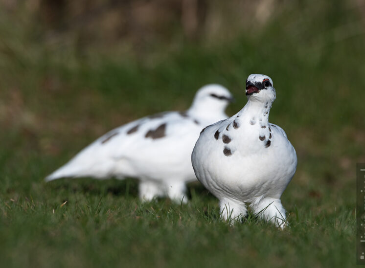 Schneehuhn (Lagopus)