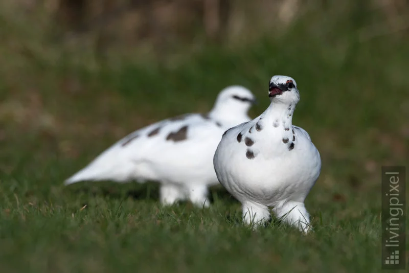 Schneehuhn (Lagopus)
