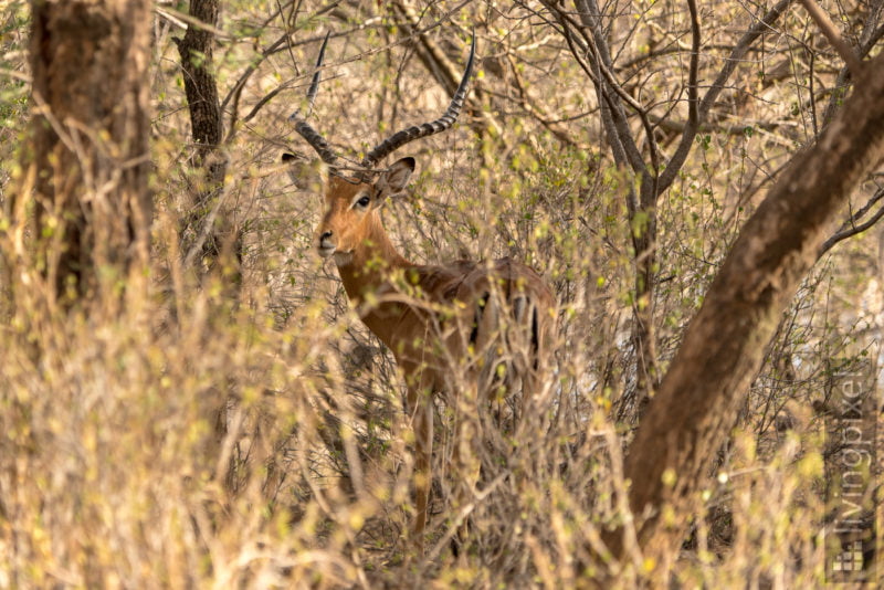 Impala (Impala)