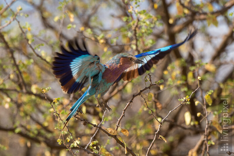 Blauracke (European roller)