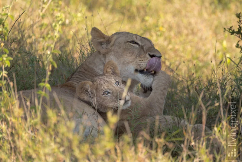 Löwe (Lion)