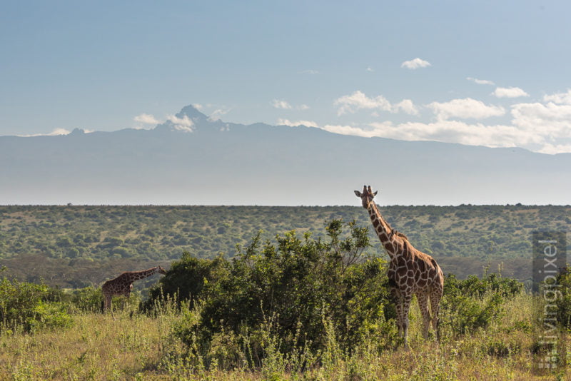 Giraffe (Giraffe)