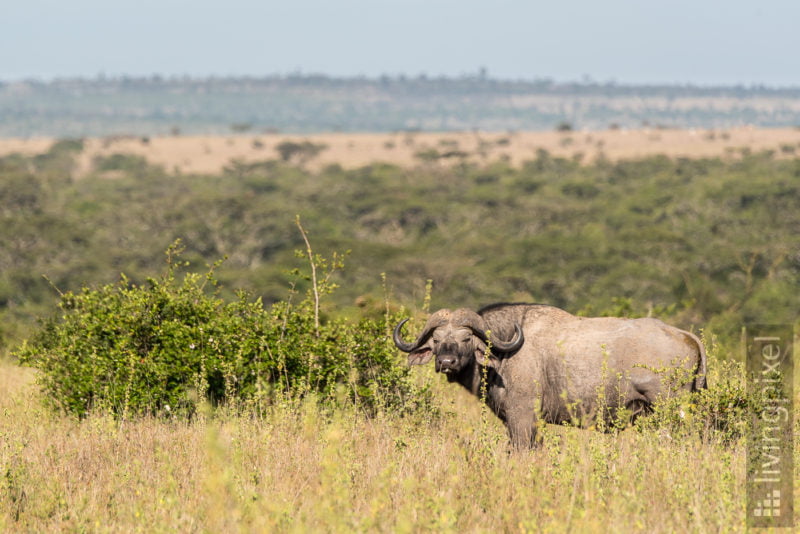 Kaffernbüffel (African buffalo)