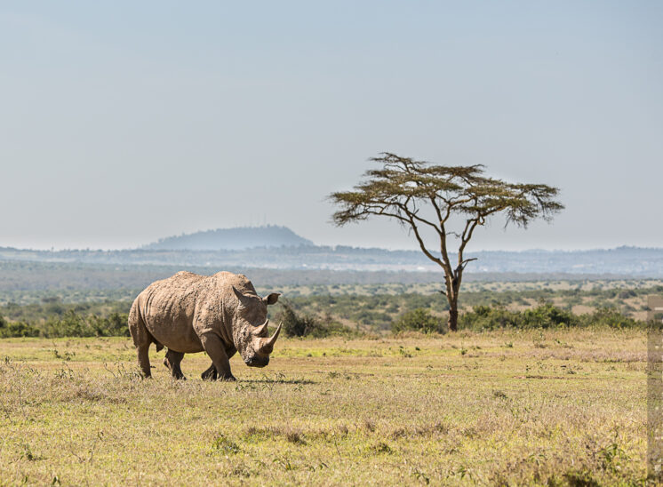 Breitmaulnashorn (White rhinoceros)