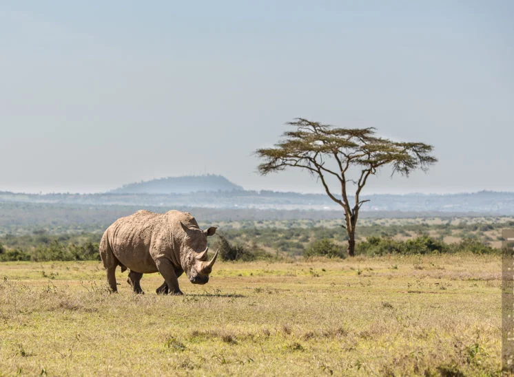Breitmaulnashorn (White rhinoceros)
