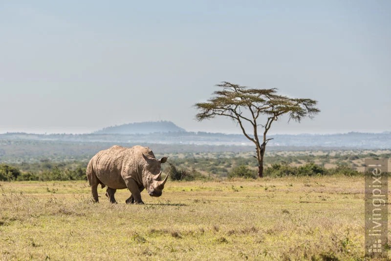 Breitmaulnashorn (White rhinoceros)