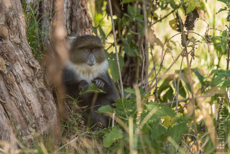 Weißkehlmeerkatze (Sykes' monkey)