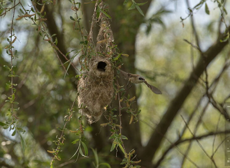 Beutelmeise (Eurasian penduline tit)