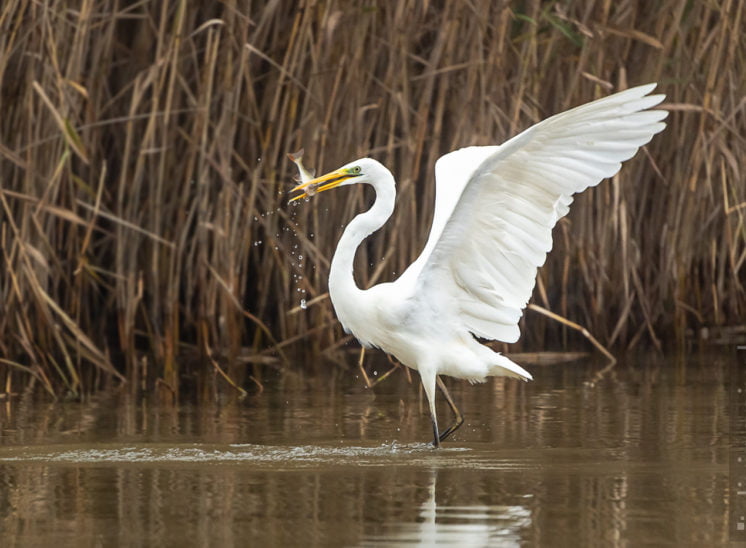 Silberreiher (Great egret)